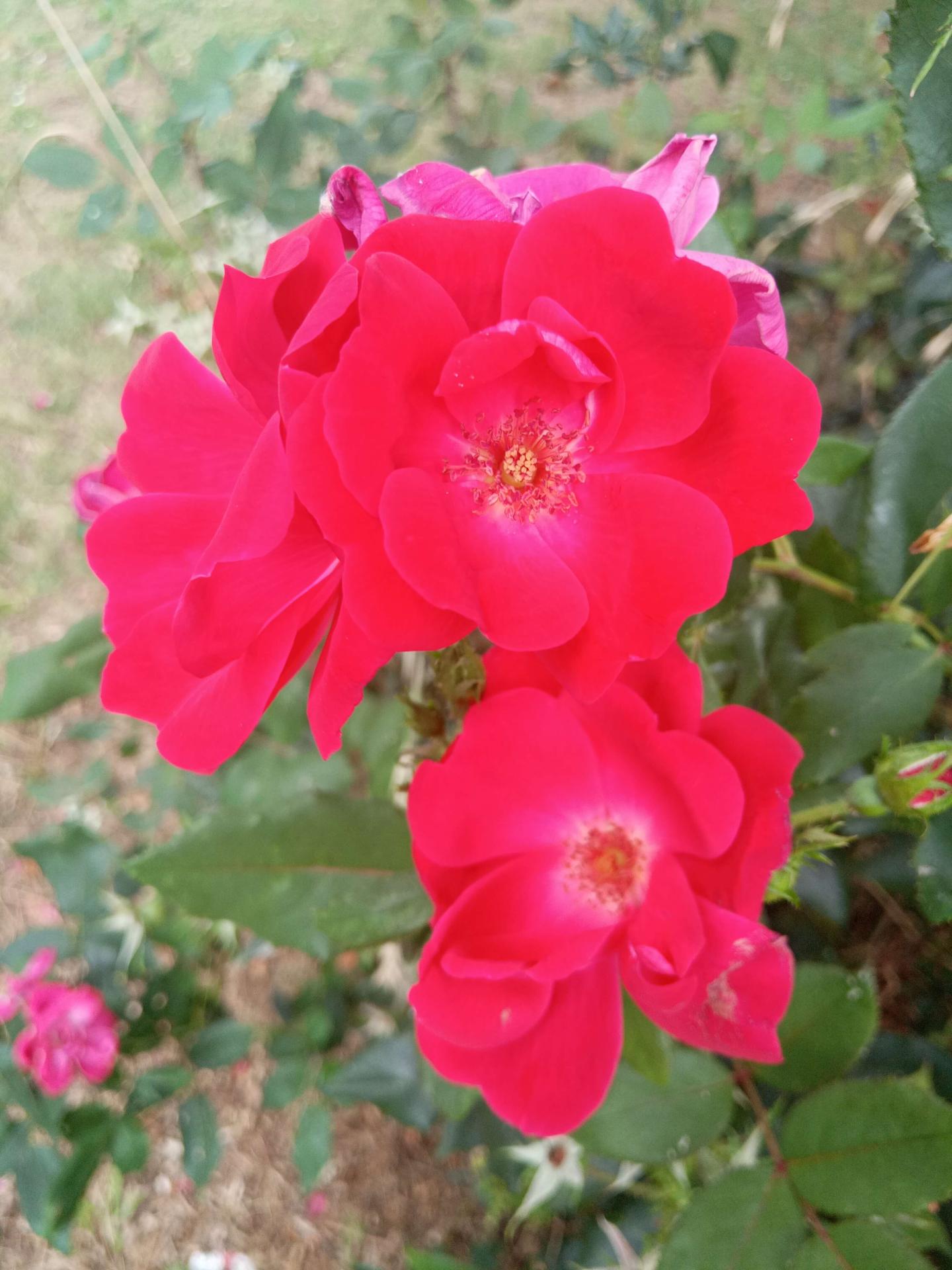 Rose sauvage des Hautes-Pyrénées